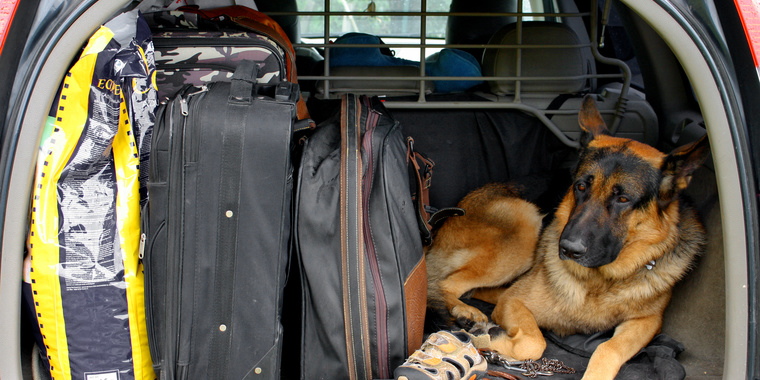 Mit Hund im Auto unterwegs: die beste Sicherung für Ihr Tier