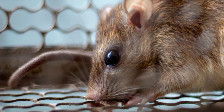 Les Pièges à Souris Fait Maison